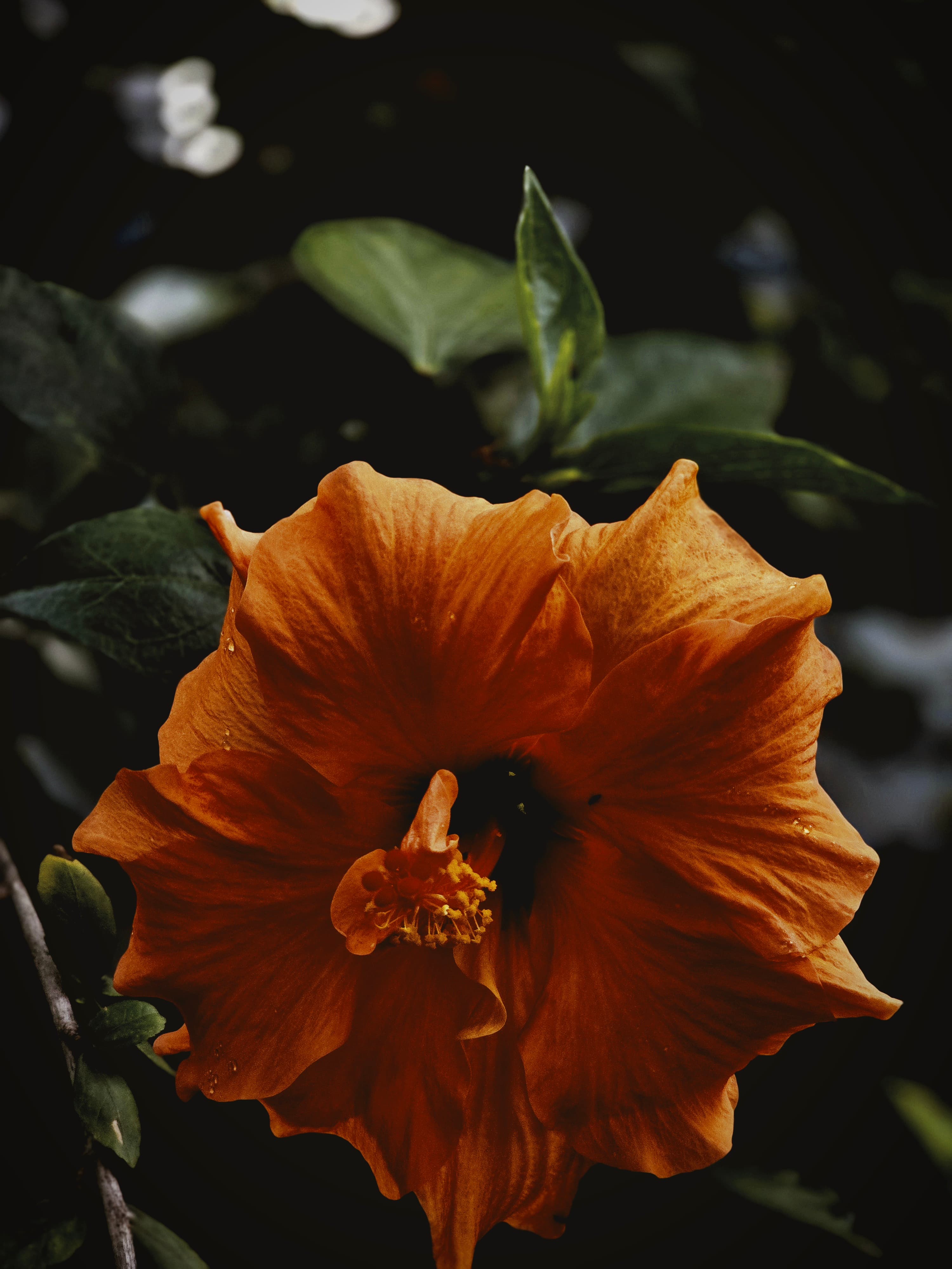 Hibiscus