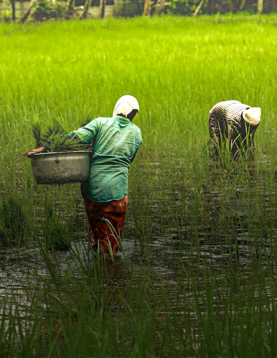 Women On Fields